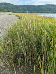 Sporobolus alterniflorus