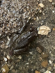 Plectrohyla