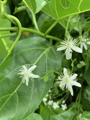 Clematis terniflora garanbiensis