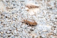 Willowsia nigromaculata