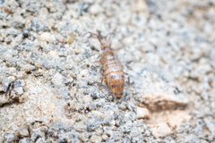 Willowsia nigromaculata