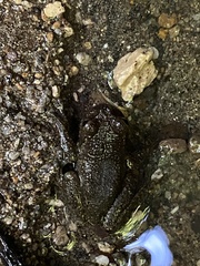 Plectrohyla