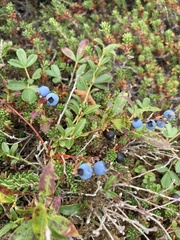 Vaccinium uliginosum