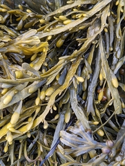 Ascophyllum nodosum