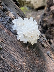 Tremella