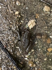 Plectrohyla