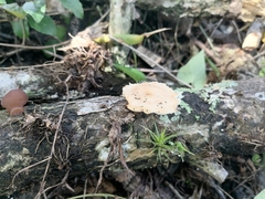 Lentinus flexipes