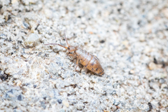 Willowsia nigromaculata