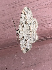 Iridopsis defectaria