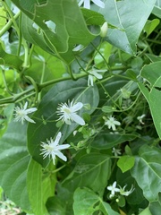 Clematis terniflora garanbiensis