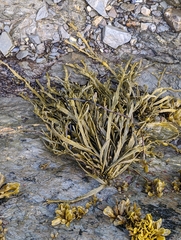 Ascophyllum nodosum