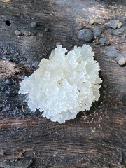 Tremella