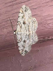 Iridopsis defectaria