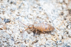 Willowsia nigromaculata