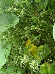 Clematis terniflora garanbiensis