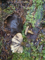 Lactarius olivaceoumbrinus