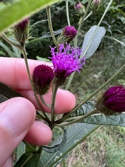 Vernonia noveboracensis