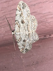 Iridopsis defectaria