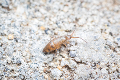 Willowsia nigromaculata