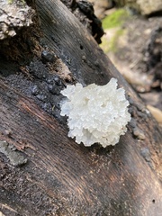 Tremella
