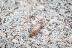 Willowsia nigromaculata