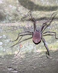 Hadrobunus maculosus