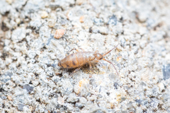 Willowsia nigromaculata