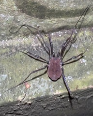 Hadrobunus maculosus