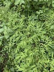 Bambusoideae