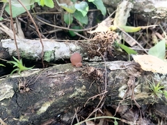 Auricularia fuscosuccinea