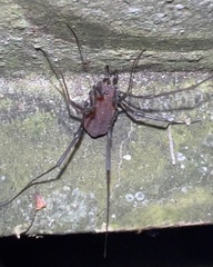 Hadrobunus maculosus