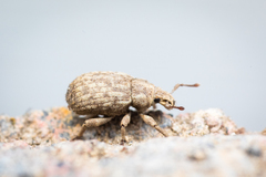 Romualdius scaber