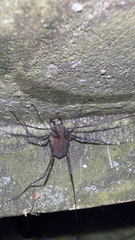 Hadrobunus maculosus