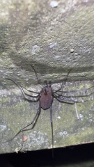 Hadrobunus maculosus