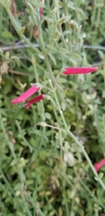 Gambelia juncea