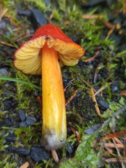 Hygrocybe conica