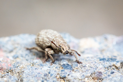 Romualdius scaber