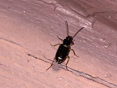 Stenolophus