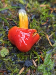 Hygrocybe conica