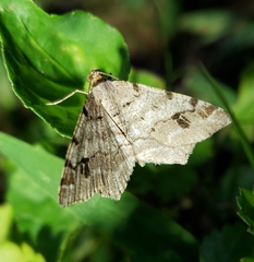 Macaria pinistrobata