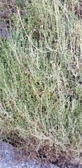 Gambelia juncea