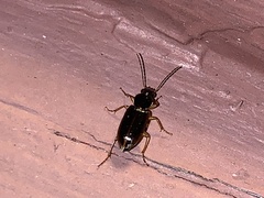 Stenolophus