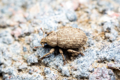Romualdius scaber