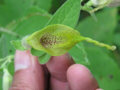 Aristolochia pringlei