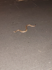 Agkistrodon contortrix