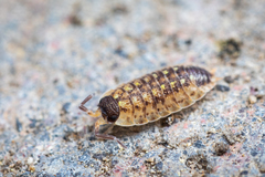 Porcellio spinicornis