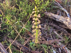 Drosera porrecta