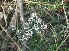 Noccaea fendleri