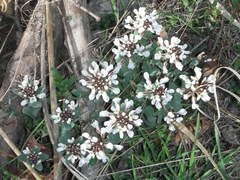 Noccaea fendleri