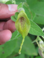 Aristolochia pringlei